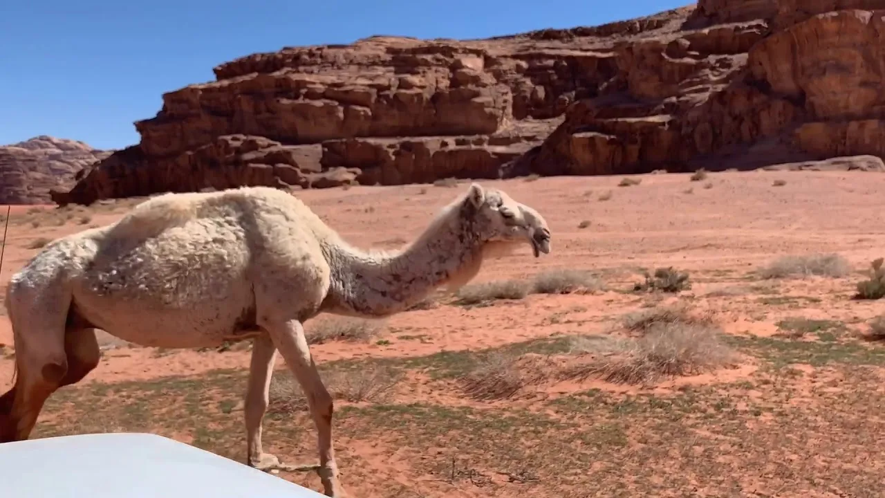 Descubre las impresionantes montañas de Wadi Araba en tu próximo viaje de turismo por Jordania